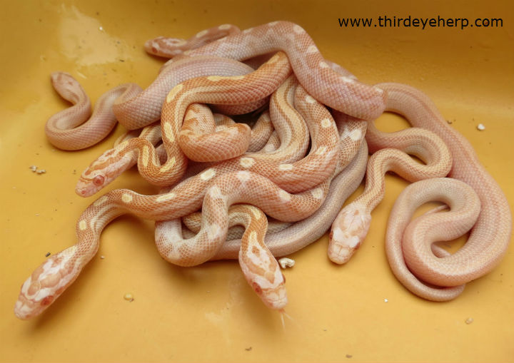 Butter Corn Snakes